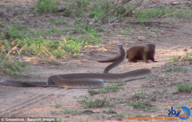 جنگ میمون کوتوله با افعی برای حفاظت از پناهگاهش (فیلم و تصاویر)