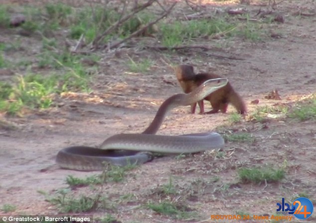 جنگ میمون کوتوله با افعی برای حفاظت از پناهگاهش (فیلم و تصاویر)