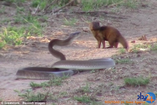 جنگ میمون کوتوله با افعی برای حفاظت از پناهگاهش (فیلم و تصاویر)