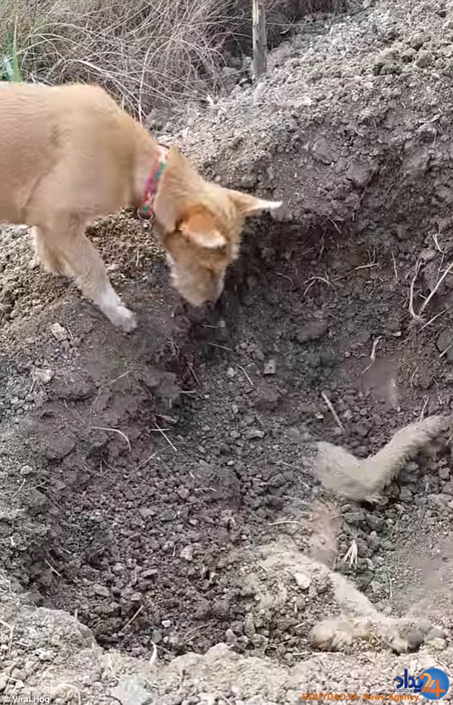 این سگ بهترین دوست خود را با احترام به خاک سپرد (فیلم و تصاویر)