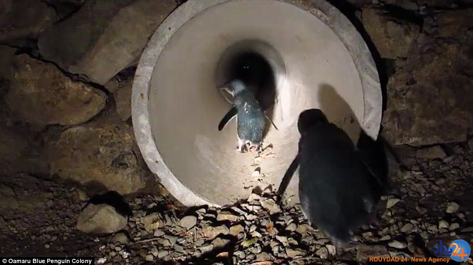 پل‌های مخصوص عبور امن حیوانات در کشورهای مختلف (تصاویر)