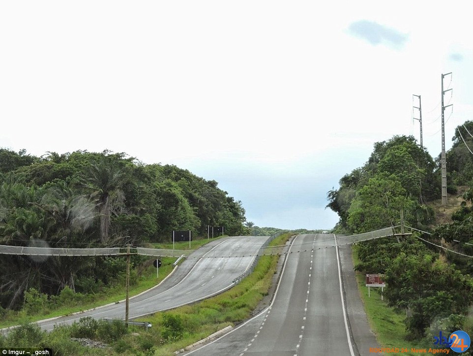 پل‌های مخصوص عبور امن حیوانات در کشورهای مختلف (تصاویر)