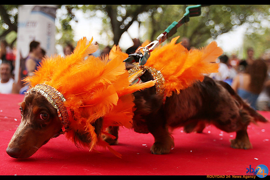 تضاد مردم جهان در کارناوال و صف ثبت نام برای غذا (تصاویر) تضاد مردم جهان در کارناوال و صف ثبت نام برای غذا (تصاویر)