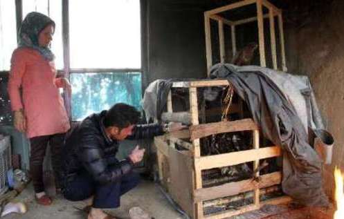 پرستاری زوج جوان مریوانی از حیوانات و پرندگان زخمی (تصویر)