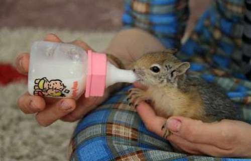 پرستاری زوج جوان مریوانی از حیوانات و پرندگان زخمی (تصویر)