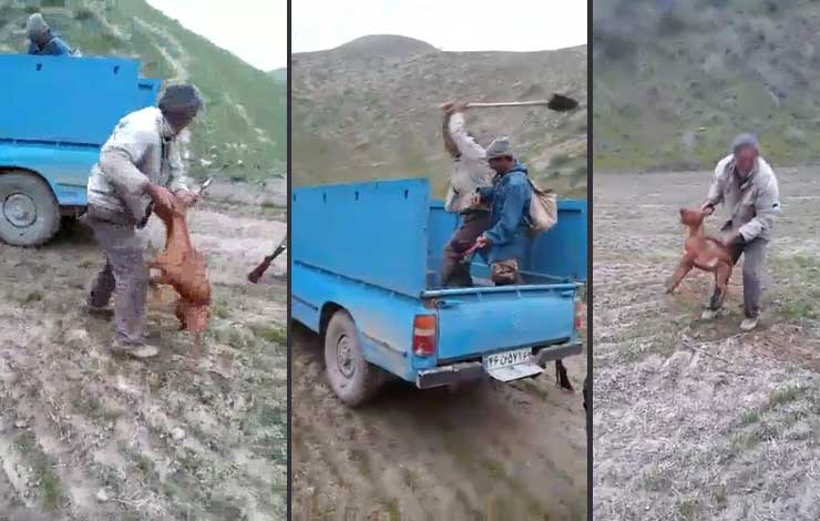 حکم عامل شکنجه سگ  اعلام شد (تصویر)