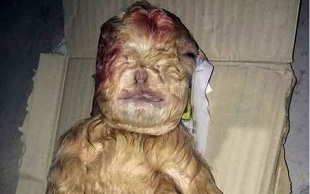 تولد بزغاله شبیه انسان در مالزی (تصاویر)