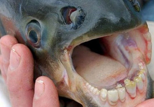 کشف ماهی با دندان‌هایی شبیه به انسان (تصویر)