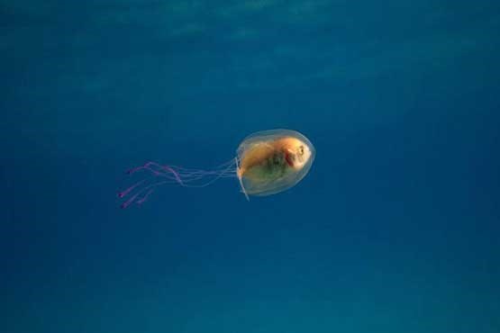 ماهی در بدن عروس دریایی (تصویر)