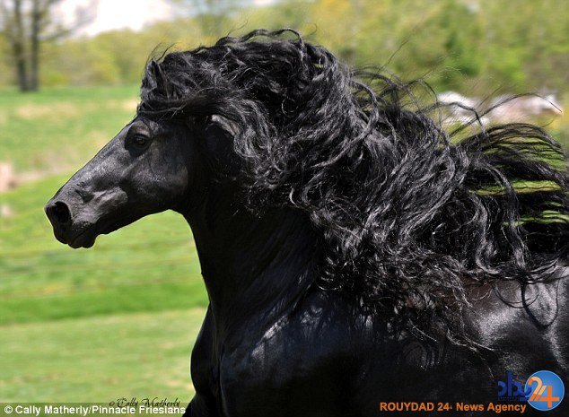 با زیباترین اسب جهان آشنا شوید (تصاویر)