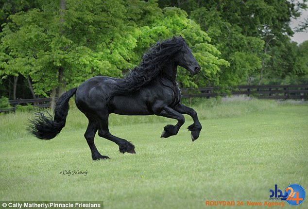 با زیباترین اسب جهان آشنا شوید (تصاویر)