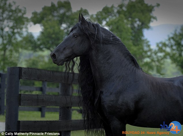 با زیباترین اسب جهان آشنا شوید (تصاویر)