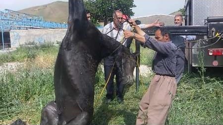 نجات یک رأس اسب از درون چاه 7 متری در سنندج (تصاویر)