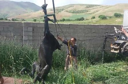 نجات یک رأس اسب از درون چاه 7 متری در سنندج (تصاویر)