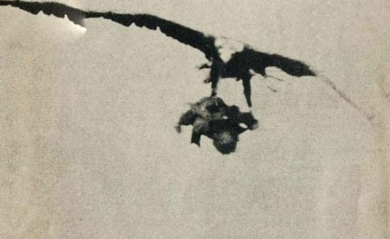 شکار پسر بچه‌ای ۳ ساله توسط عقاب(تصاویر)