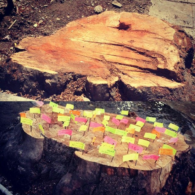 کمپینی برای نجات درختان کهن شهر (تصاویر) کمپینی برای نجات درختان کهن شهر (تصاویر)