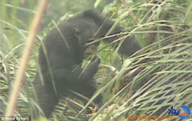 میمون های کاشف الکل (تصاویر) میمون های کاشف الکل (تصاویر)