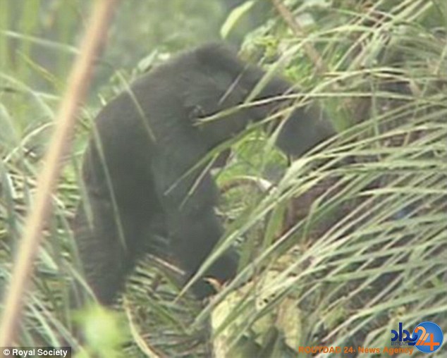 میمون های کاشف الکل (تصاویر) میمون های کاشف الکل (تصاویر)