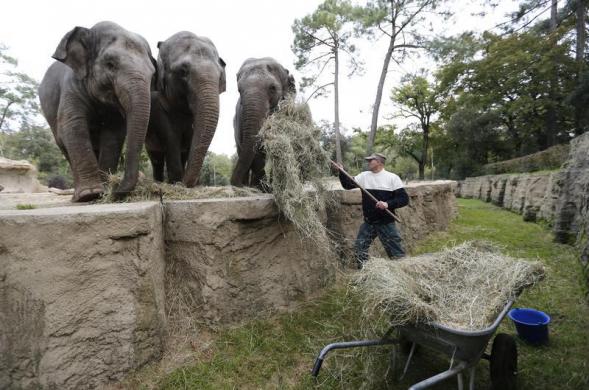باغ وحش هایی که اسارت گاه حیوانات شده اند باغ وحش هایی که اسارت گاه حیوانات شده اند