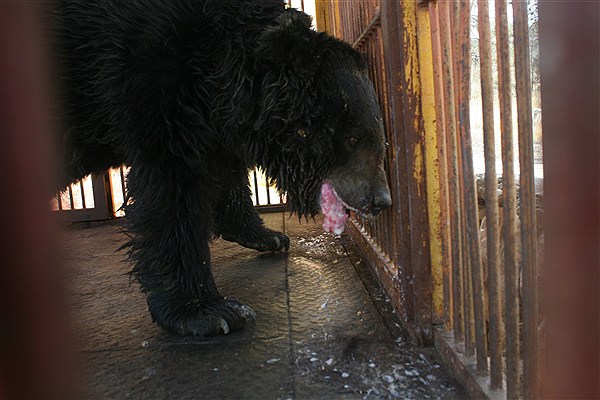 باغوحشهایی که اسارتگاه حیوانات شدهاند باغوحشهایی که اسارتگاه حیوانات شدهاند
