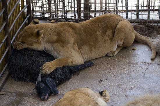 باغ وحشهایی که اسارتگاه حیوانات شدهاند باغ وحشهایی که اسارتگاه حیوانات شدهاند