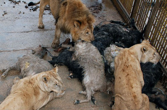 باغ وحشهایی که اسارتگاه حیوانات شدهاند باغ وحشهایی که اسارتگاه حیوانات شدهاند