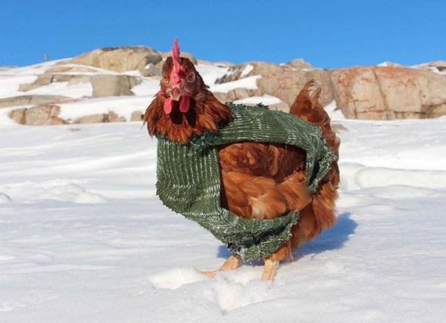 مرغ خوشبختی که دور دنیا می‌گردد ( تصاویر)