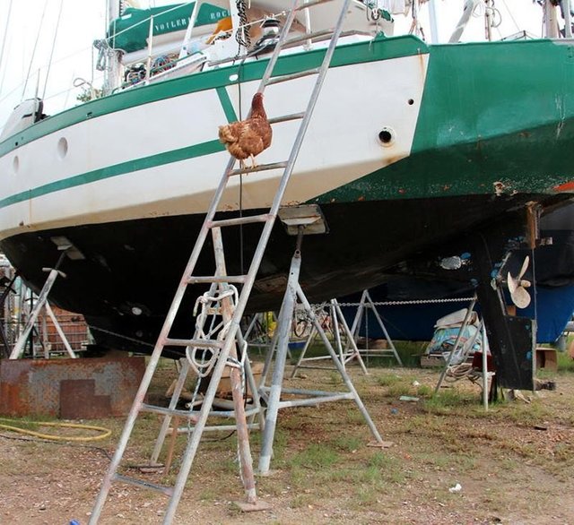 مرغ خوشبختی که دور دنیا می‌گردد ( تصاویر)