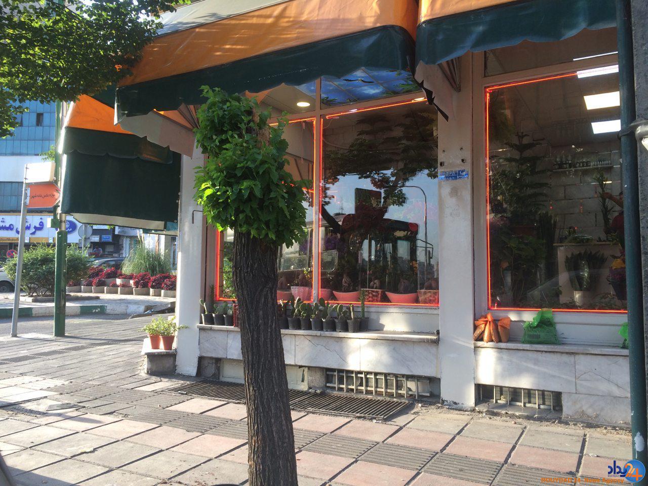 شناسنامه ای که به درخت های تهران داده نشد شناسنامه ای که به درخت های تهران داده نشد