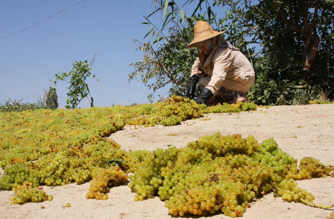 جشنواره انگور با نیمنگاهی به دریاچه ارومیه جشنواره انگور با نیمنگاهی به دریاچه ارومیه