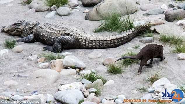 حمله سمور کوچک به تمساح وحشت‌زده (تصاویر)