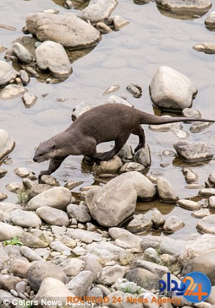 حمله سمور کوچک به تمساح وحشت‌زده (تصاویر)