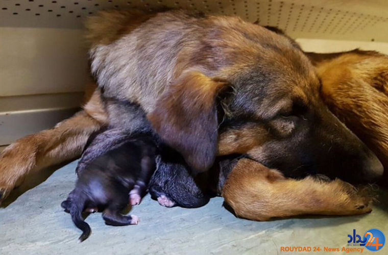 زایمان سگ ولگرد در مترو مسکو (فیلم و تصاویر) زایمان سگ ولگرد در مترو مسکو (فیلم و تصاویر)