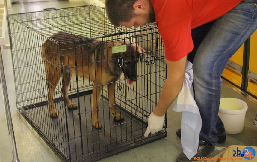 زایمان سگ ولگرد در مترو مسکو (فیلم و تصاویر) زایمان سگ ولگرد در مترو مسکو (فیلم و تصاویر)