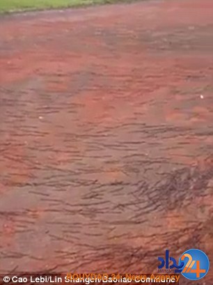 حمله میلیونها کرم خاکی به مدرسهای در تایلند (فیلم و تصاویر) حمله میلیونها کرم خاکی به مدرسهای در تایلند (فیلم و تصاویر)