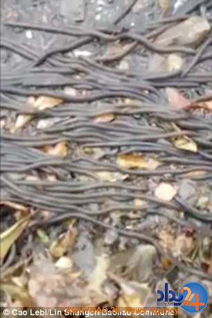 حمله میلیونها کرم خاکی به مدرسهای در تایلند (فیلم و تصاویر) حمله میلیونها کرم خاکی به مدرسهای در تایلند (فیلم و تصاویر)