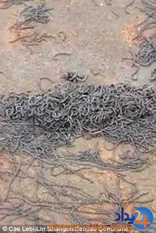 حمله میلیونها کرم خاکی به مدرسهای در تایلند (فیلم و تصاویر) حمله میلیونها کرم خاکی به مدرسهای در تایلند (فیلم و تصاویر)