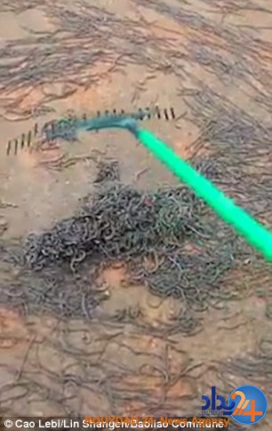 حمله میلیونها کرم خاکی به مدرسهای در تایلند (فیلم و تصاویر) حمله میلیونها کرم خاکی به مدرسهای در تایلند (فیلم و تصاویر)