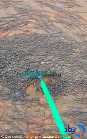 حمله میلیونها کرم خاکی به مدرسهای در تایلند (فیلم و تصاویر) حمله میلیونها کرم خاکی به مدرسهای در تایلند (فیلم و تصاویر)