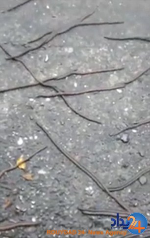 حمله میلیونها کرم خاکی به مدرسهای در تایلند (فیلم و تصاویر) حمله میلیونها کرم خاکی به مدرسهای در تایلند (فیلم و تصاویر)