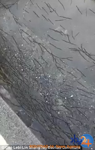 حمله میلیونها کرم خاکی به مدرسهای در تایلند (فیلم و تصاویر) حمله میلیونها کرم خاکی به مدرسهای در تایلند (فیلم و تصاویر)