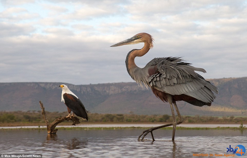 کونگ‌فوی مرغ ماهی‌خوار با عقاب