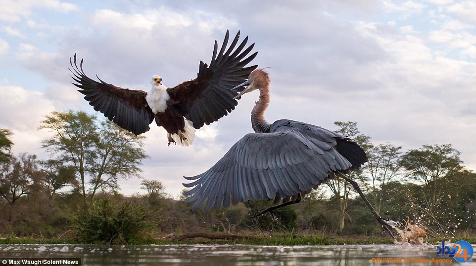 کونگ‌فوی مرغ ماهی‌خوار با عقاب