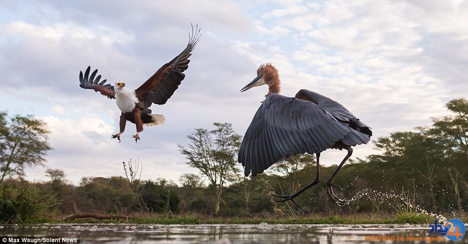 کونگ‌فوی مرغ ماهی‌خوار با عقاب