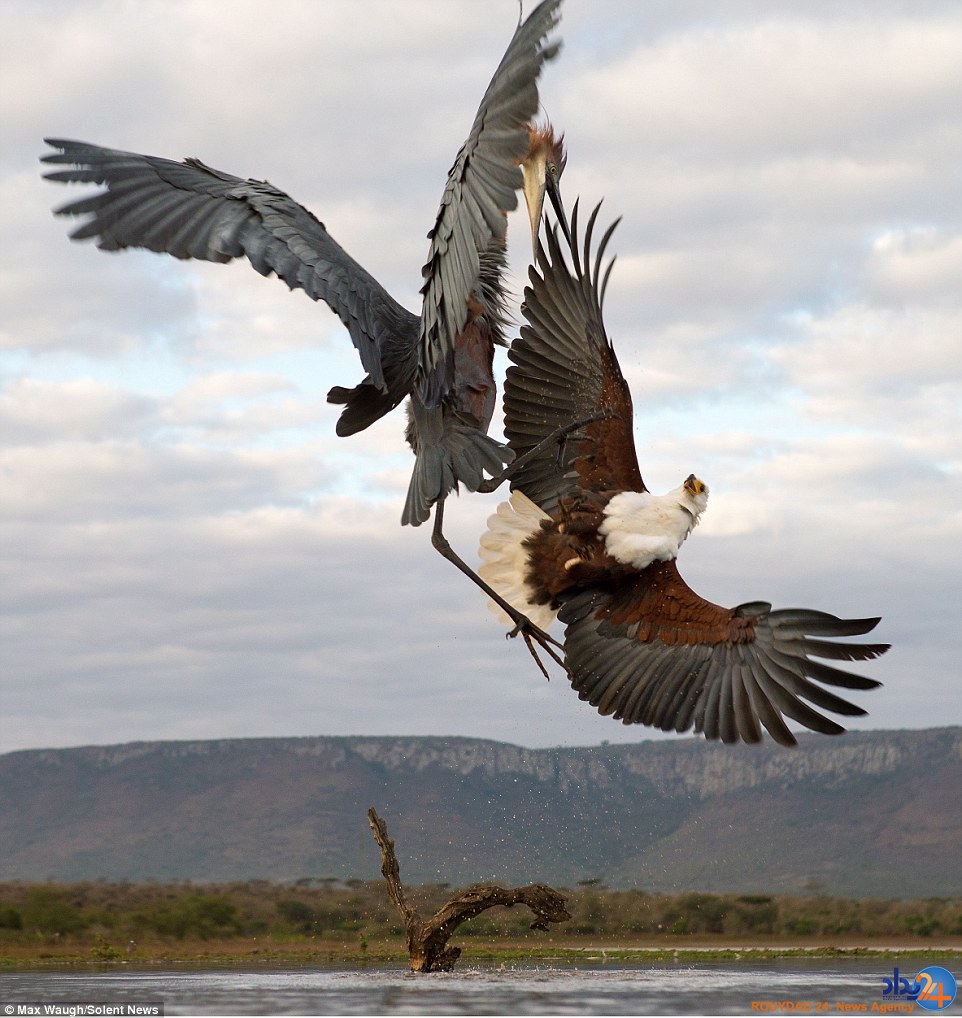 کونگ‌فوی مرغ ماهی‌خوار با عقاب