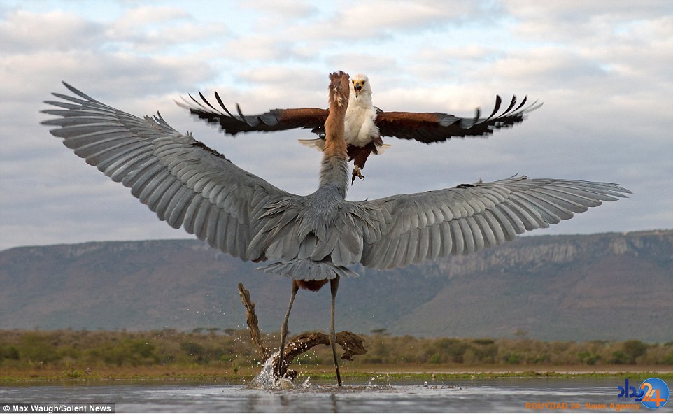 کونگ‌فوی مرغ ماهی‌خوار با عقاب