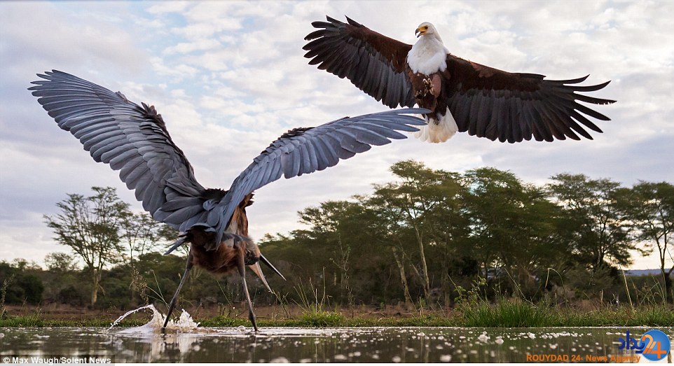 کونگ‌فوی مرغ ماهی‌خوار با عقاب