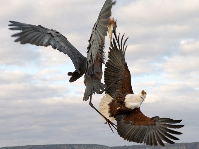 کونگ‌فوی مرغ ماهی‌خوار با عقاب