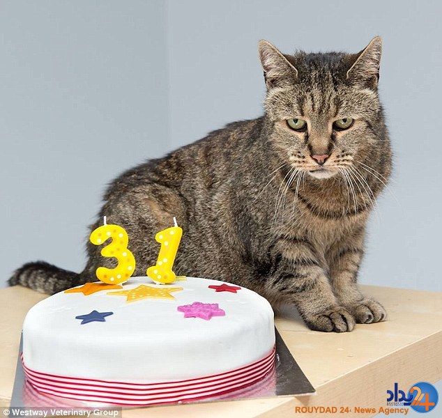 این پیرترین گربه جهان است؟ (تصاویر) این پیرترین گربه جهان است؟ (تصاویر)