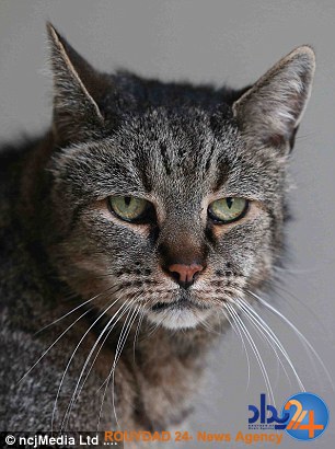 این پیرترین گربه جهان است؟ (تصاویر) این پیرترین گربه جهان است؟ (تصاویر)